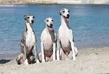 WHIPPET 231